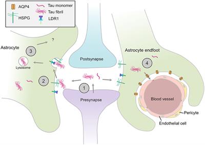 Astrocytes in Tauopathies